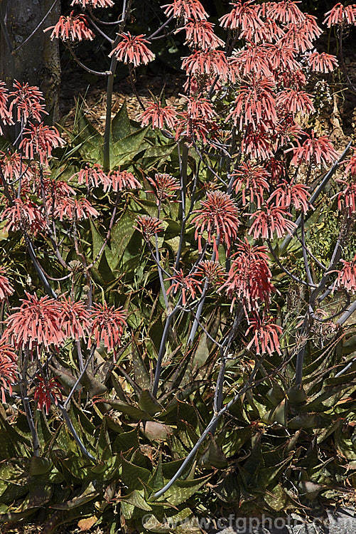 The flowerheads of Soap. Aloe (<i>Aloe maculata [syn. Aloe saponaria]), a low, suckering succulent that forms a clump of rosettes of broad, mottled leaves up to 30cm long edged with sharp green to brown teeth. Its branched inflorescence is up to 1m tall and opens in late summer to early autumn. This species occurs naturally in South Africa and Zimbabwe. Order: Asparagales, Family: Asphodelaceae