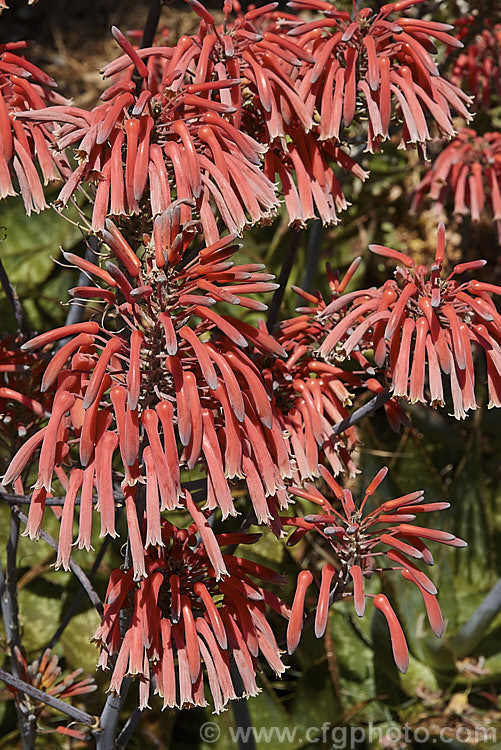 The flowerheads of Soap. Aloe (<i>Aloe maculata [syn. Aloe saponaria]), a low, suckering succulent that forms a clump of rosettes of broad, mottled leaves up to 30cm long edged with sharp green to brown teeth. Its branched inflorescence is up to 1m tall and opens in late summer to early autumn. This species occurs naturally in South Africa and Zimbabwe. Order: Asparagales, Family: Asphodelaceae