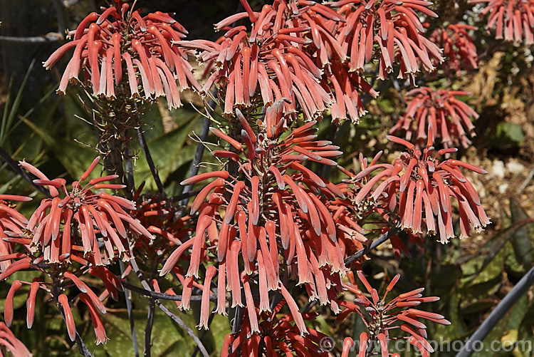 The flowerheads of Soap. Aloe (<i>Aloe maculata [syn. Aloe saponaria]), a low, suckering succulent that forms a clump of rosettes of broad, mottled leaves up to 30cm long edged with sharp green to brown teeth. Its branched inflorescence is up to 1m tall and opens in late summer to early autumn. This species occurs naturally in South Africa and Zimbabwe. Order: Asparagales, Family: Asphodelaceae