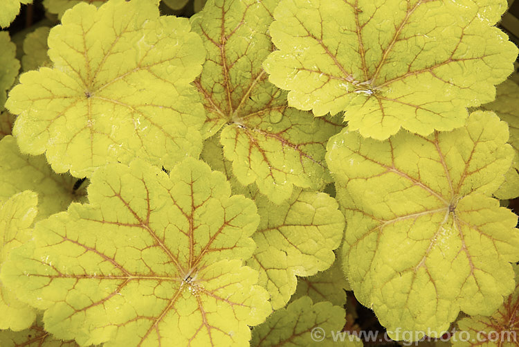 Heuchera 'Electra', a Heuchera villosa hybrid with red-veined yellow leaves that turn to a light golden brown shade in winter. It has a low, mounding growth habit and flowers in summer, with white flowerheads on short stems<br />
<br />
<span style='color:red'>Note:</span>. The foliage in this image was wet and water droplets are obvious. heuchera-2441htm'>Heuchera. <a href='saxifragaceae-plant-family-photoshtml'>Saxifragaceae</a>.