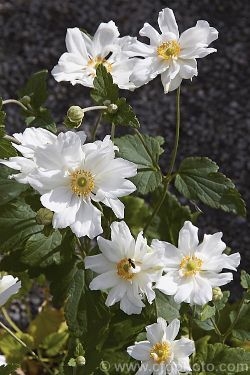 Anemone scabiosa (syns. Anemone hupehensis var. japonica, Anemone x hybrida, Anemone japonica</i>) 'Luise Uhink', a cultivar raised in the late 19th century by British hybridist Eric Smith. It has heads of large semi-double flowers on stems up to 15m tall and blooms from late summer into autumn. Often seen misnamed as Louise Uhink. Order: Ranunculales, Family: Ranunculaceae