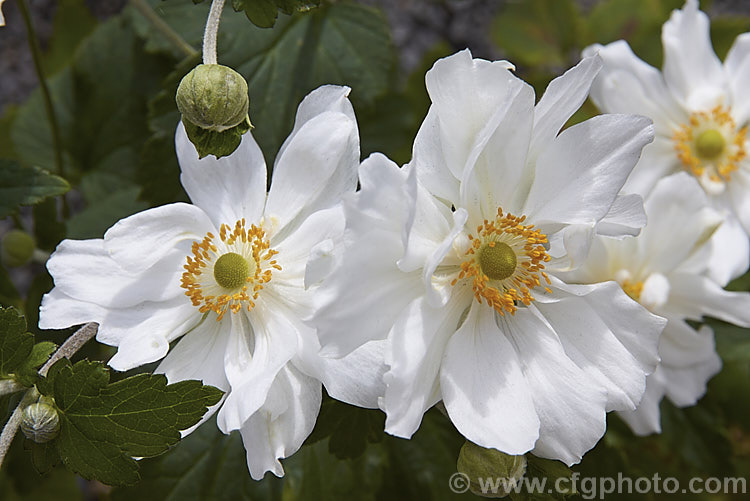 Anemone scabiosa (syns. Anemone hupehensis var. japonica, Anemone x hybrida, Anemone japonica</i>) 'Luise Uhink', a cultivar raised in the late 19th century by British hybridist Eric Smith. It has heads of large semi-double flowers on stems up to 15m tall and blooms from late summer into autumn. Often seen misnamed as Louise Uhink. Order: Ranunculales, Family: Ranunculaceae