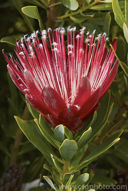 Protea Clarks Red photo at Pictures of Plants stock image library