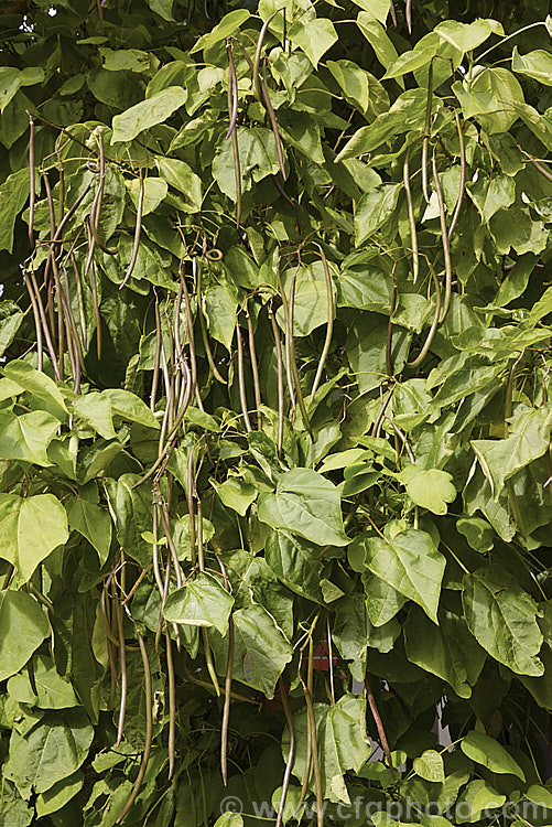 The mature summer foliage and seedpods of Indian. Bean or Eastern Catalpa (<i>Catalpa bignonioides</i>), a large-leafed summer-flowering 15m tall deciduous tree native to the eastern United States. catalpa-2420htm'>Catalpa. <a href='bignoniaceae-plant-family-photoshtml'>Bignoniaceae</a>.