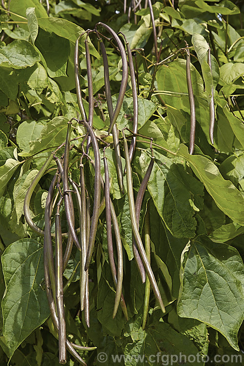 The mature summer foliage and seedpods of Indian. Bean or Eastern Catalpa (<i>Catalpa bignonioides</i>), a large-leafed summer-flowering 15m tall deciduous tree native to the eastern United States. catalpa-2420htm'>Catalpa. <a href='bignoniaceae-plant-family-photoshtml'>Bignoniaceae</a>.