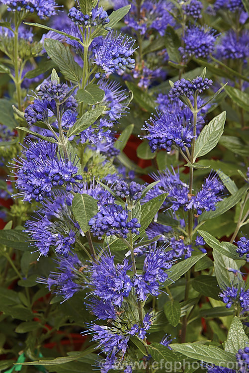 Caryopteris x clandonensis 'Dark Knight', a deep blue-flowered cultivar of the Bluebeard or Blue Spiraea, a hybrid between two northAsian species (<i>Caryopteris incana x Caryopteris mongholica</i>), which is a 15m tall, summer-flowering, deciduous shrub. caryopteris-2771htm'>Caryopteris.