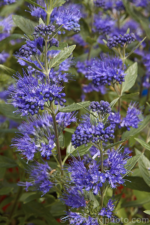 Caryopteris x clandonensis 'Dark Knight', a deep blue-flowered cultivar of the Bluebeard or Blue Spiraea, a hybrid between two northAsian species (<i>Caryopteris incana x Caryopteris mongholica</i>), which is a 15m tall, summer-flowering, deciduous shrub. caryopteris-2771htm'>Caryopteris.