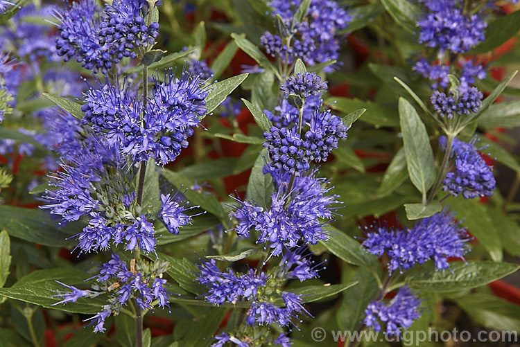 Caryopteris x clandonensis 'Dark Knight', a deep blue-flowered cultivar of the Bluebeard or Blue Spiraea, a hybrid between two northAsian species (<i>Caryopteris incana x Caryopteris mongholica</i>), which is a 15m tall, summer-flowering, deciduous shrub. caryopteris-2771htm'>Caryopteris.