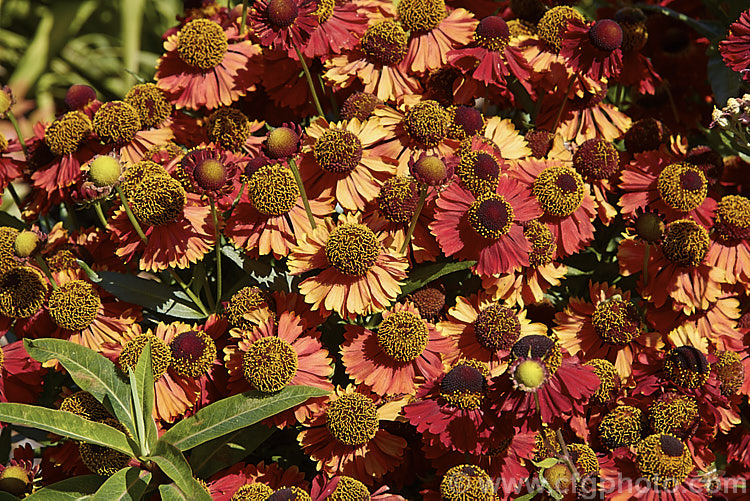 Helenium 'Coppelia', one of several fancy-flowered garden forms that are probable hybrids of Helenium autumnale, Helenium nudiflorum and Helenium bigelovii, all of which are autumn-flowering perennials native to North America 'Coppelia' is a fairly compact cultivar that grows 60-90cm tall and flowers over a long season from late summer. Order: Asterales, Family: Asteraceae