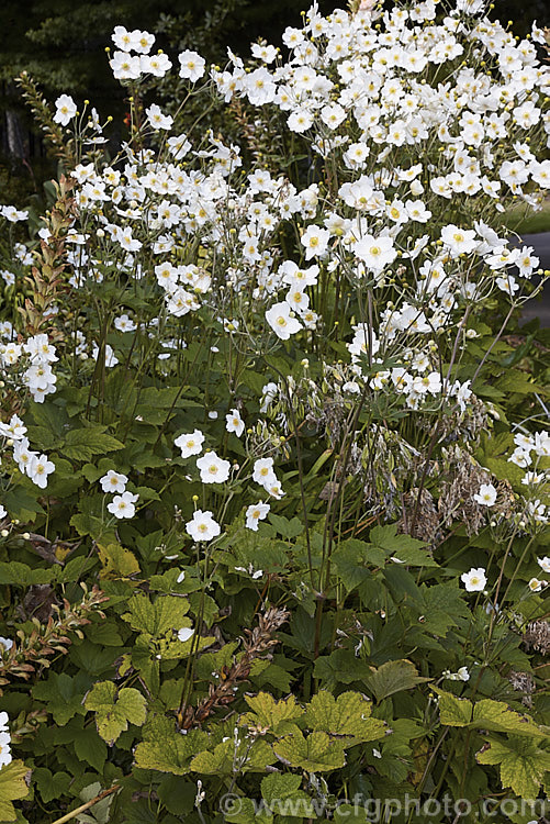 Japanese Anemone (<i>Anemone scabiosa [syns. Anemone hupehensis var. japonica, Anemone x hybrida, Anemone japonica]), an autumn-flowering perennial native to Japan and China. Order: Ranunculales, Family: Ranunculaceae