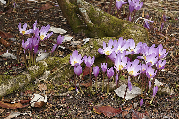 Autumn Crocus (<i>Colchicum speciosum</i>), an autumn-flowering bulb native to northern Turkey, Iran and the Caucasus and among the largest flowered of the colchicums. Order: Liliales, Family: Colchicaceae