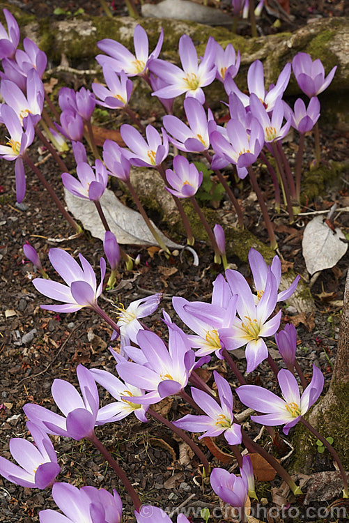 Autumn Crocus (<i>Colchicum speciosum</i>), an autumn-flowering bulb native to northern Turkey, Iran and the Caucasus and among the largest flowered of the colchicums. Order: Liliales, Family: Colchicaceae