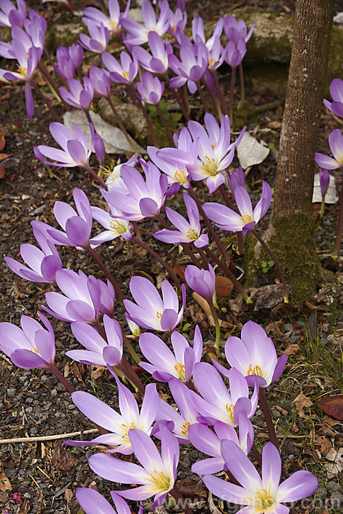 Autumn Crocus (<i>Colchicum speciosum</i>), an autumn-flowering bulb native to northern Turkey, Iran and the Caucasus and among the largest flowered of the colchicums. Order: Liliales, Family: Colchicaceae