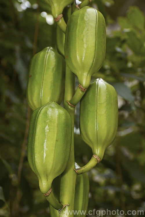 The large and conspicuous seedpods of the Giant Himalayan Lily (<i>Cardiocrinum giganteum</i>), an early summer-flowering Himalayan bulb that grows very quickly to over 3 m high after disappearing completely over winter. The flowers are quite strongly scented, though because they are so high up the fragrance is not always noticeable. Order: Liliales, Family: Liliaceae