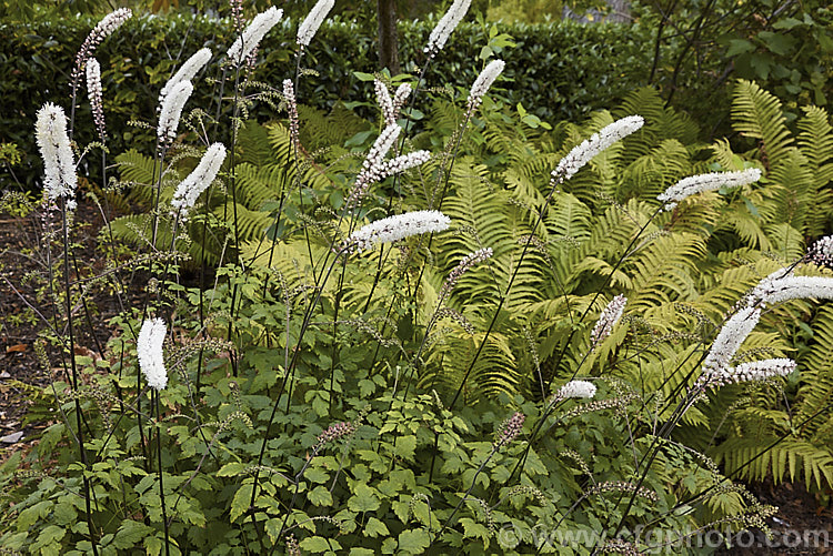 American Bugbane or Summer Cohosh (<i>Actaea podocarpa</i> [syn. <i>Cimicifuga americana</i>]), a summer- to autumn-flowering perennial from the eastern United States. Its flower stems are up to 2m tall. Order: Ranunculales, Family: Ranunculaceae