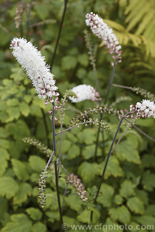 American Bugbane or Summer Cohosh (<i>Actaea podocarpa</i> [syn. <i>Cimicifuga americana</i>]), a summer- to autumn-flowering perennial from the eastern United States. Its flower stems are up to 2m tall. Order: Ranunculales, Family: Ranunculaceae