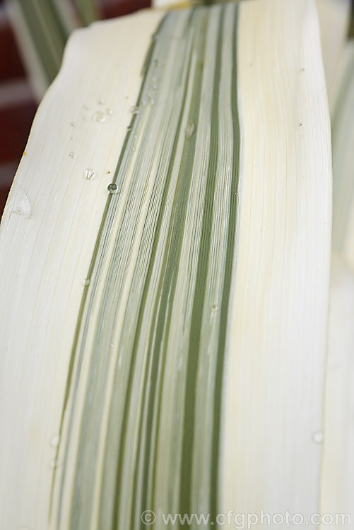 Water droplets on the foliage of Arundo donax 'Variegata', a 3m tall, cream and green variegated cultivar of the Giant Reed, a Mediterranean grass with stems up to 6m tall<br />
<br />
<span style='color:red'>Note:</span> this image intentionally has very shallow depth of field. The focus is centred on the water droplet just above the left of centre. arundo-2368htm'>Arundo. .