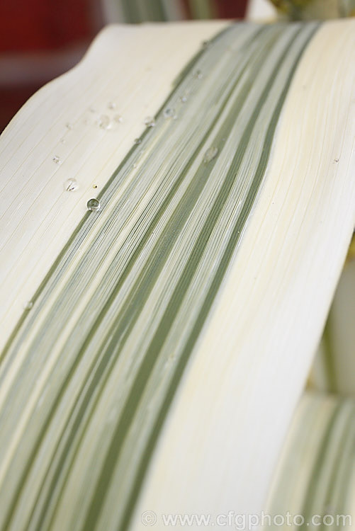 Water droplets on the foliage of Arundo donax 'Variegata', a 3m tall, cream and green variegated cultivar of the Giant Reed, a Mediterranean grass with stems up to 6m tall<br />
<br />
<span style='color:red'>Note:</span> this image intentionally has very shallow depth of field. The focus is centred on the water droplet just above the left of centre. arundo-2368htm'>Arundo. .