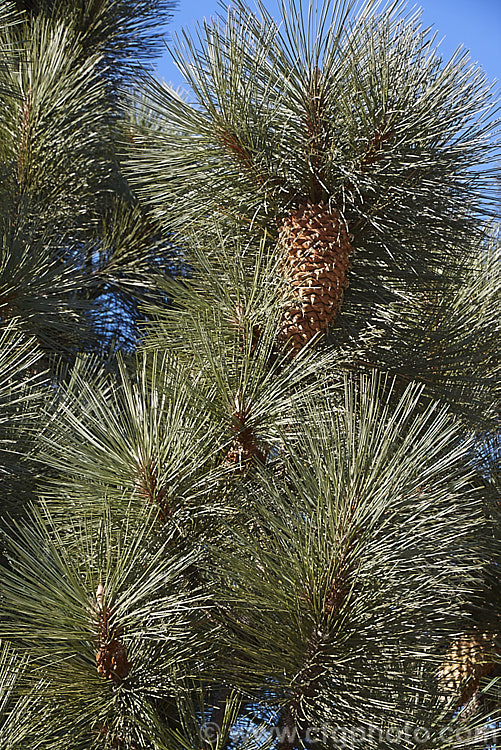 Mature foliage and maturing cones of the Big-cone. Pine (<i>Pinus coulteri</i>), a Mexican and Californian pine tree that can grow to 30m tall Each of its stiff, deep green needles is 20-30cm long and the impressive cones can be up to 40cm long. Order: Pinales, Family: Pinaceae