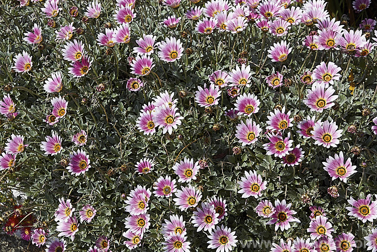 Pink-flowered Hybrid African Daisy (<i>Arctotis x hybrida [Arctotis venusta x Arctotis fastuosa]) one of the many colour forms of these hybrids between two spring- to summer-flowering, evergreen. South African perennials. Order: Asterales, Family: Asteraceae