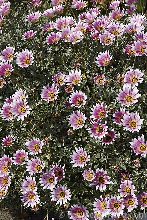 Pink-flowered Hybrid African Daisy (<i>Arctotis x hybrida [Arctotis venusta x Arctotis fastuosa]) one of the many colour forms of these hybrids between two spring- to summer-flowering, evergreen. South African perennials. Order: Asterales, Family: Asteraceae