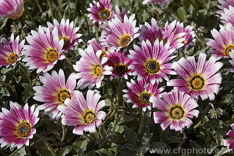 Pink-flowered Hybrid African Daisy (<i>Arctotis x hybrida [Arctotis venusta x Arctotis fastuosa]) one of the many colour forms of these hybrids between two spring- to summer-flowering, evergreen. South African perennials. Order: Asterales, Family: Asteraceae