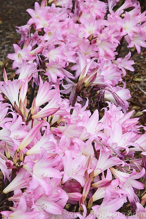 Belladonna Lily or Naked Ladies (<i>Amaryllis belladonna</i>), an autumn-flowering bulb native to South Africa. The flowers appear before the foliage develops. Order: Asparagales, Family: Amaryllidaceae