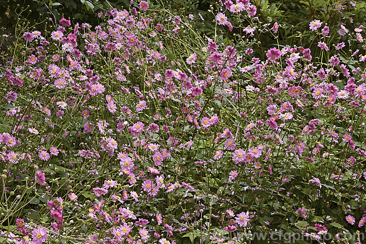 Anemone scabiosa (syns. Anemone hupehensis var. japonica, Anemone x hybrida, Anemone japonica</i>) 'Prinz Heinrich' (syn 'Prince Henry'), a deep pink, loosely semi-double-flowered form of the Japanese Anemone, an erect autumn-flowering perennial of garden origin, developed from species native to Japan and China 'Prinz Heinrich' was introduced in 1902 and has around 13 fairly narrow petals. Order: Ranunculales, Family: Ranunculaceae