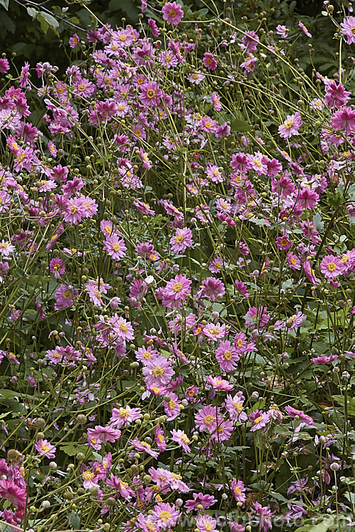 Anemone scabiosa (syns. Anemone hupehensis var. japonica, Anemone x hybrida, Anemone japonica</i>) 'Prinz Heinrich' (syn 'Prince Henry'), a deep pink, loosely semi-double-flowered form of the Japanese Anemone, an erect autumn-flowering perennial of garden origin, developed from species native to Japan and China 'Prinz Heinrich' was introduced in 1902 and has around 13 fairly narrow petals. Order: Ranunculales, Family: Ranunculaceae