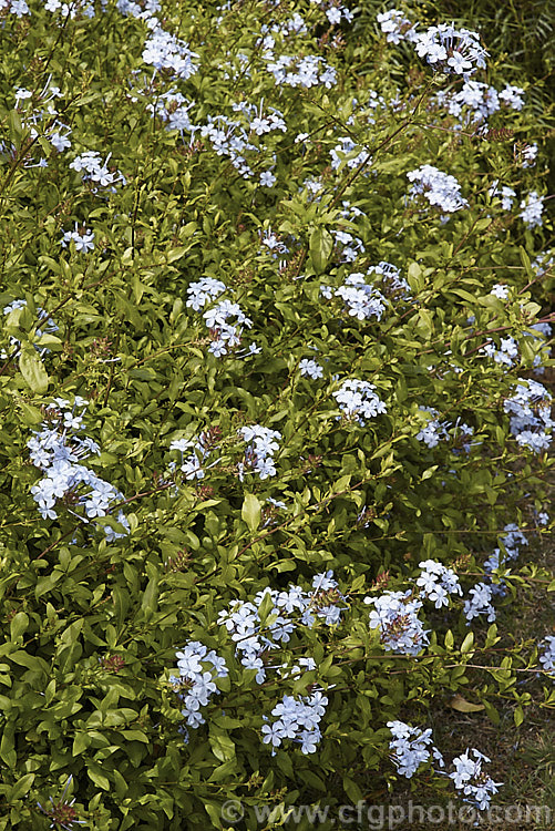 Cape. Leadwort (<i>Plumbago auriculata [syn. Plumbago capensis]), a lax, summer- to autumn-flowering, evergreen shrub native to South Africa. It is often trained as a climber or hedging plant. plumbago-2745htm'>Plumbago. <a href='plumbaginaceae-plant-family-photoshtml'>Plumbaginaceae</a>.