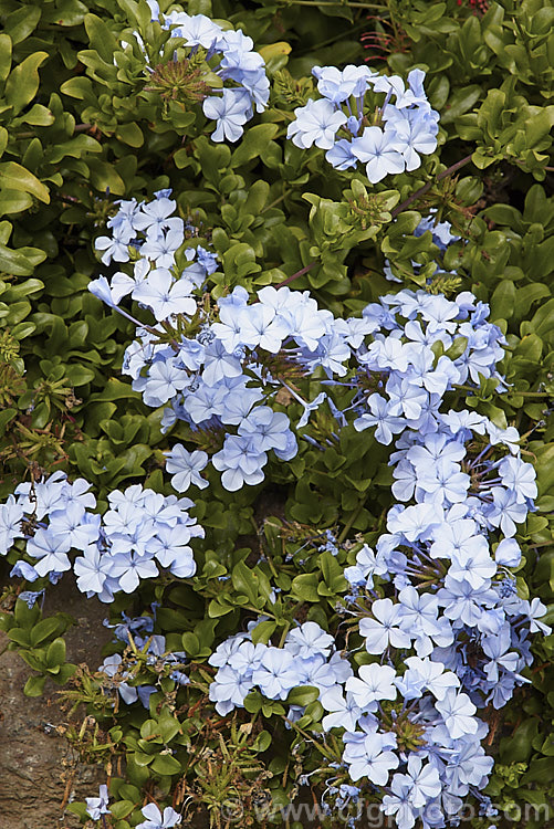 Plumbago auriculata (syn. Plumbago capensis</i>) 'Royal Cape', a cultivar of the Cape. Leadwort, a lax, summer- to autumn-flowering, evergreen shrub native to South Africa. It is often trained as a climber or hedging plant 'Royal Cape' has slightly larger flowers than the species and the are a slightly deeper shade of blue, though it's colour seldom matches the intense blue seen in advertising literature for the cultivar. plumbago-2745htm'>Plumbago. <a href='plumbaginaceae-plant-family-photoshtml'>Plumbaginaceae</a>.