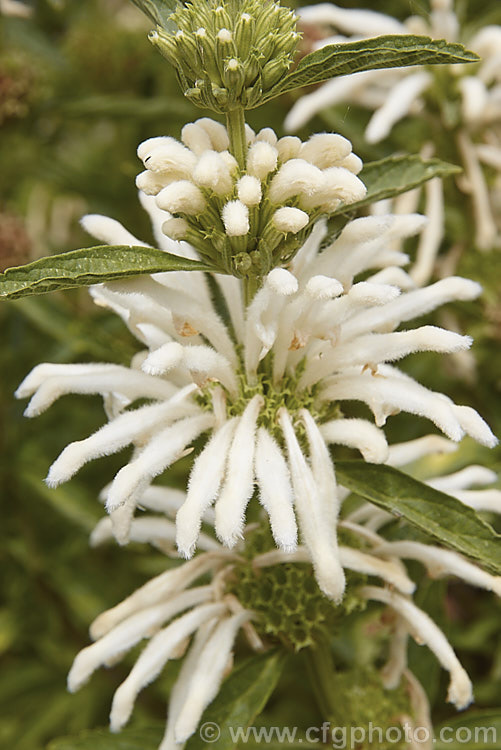 Leonotis ocymifolia 'Harrismith White' photo at Pictures of Plants ...