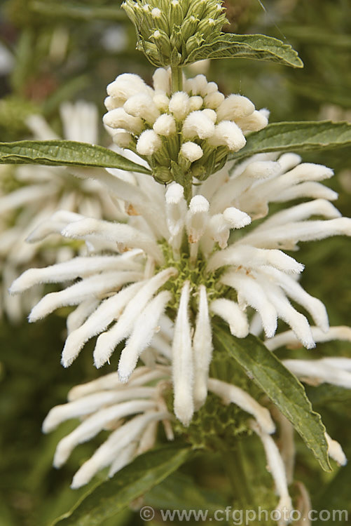 Leonotis ocymifolia (syn. Leonotis leonurus</i>) 'Harrismith. White', a white-flowered cultivar of the Lion's Ear, a 1-2m tall, soft-stemmed, summer- to autumn-flowering shrub from South Africa. Both the foliage and the flowers are downy