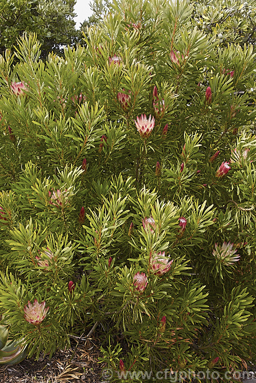 Cape. Honey. Bush or Sugar Bush (<i>Protea repens</i>), a large evergreen shrub or small tree to 4m tall It is native to the Cape. Province of South Africa. The flowerheads, which range in colour from creamy white to deep pink, contain an abundance of sticky nectar that often traps the many bees and flies that come to feed from them.