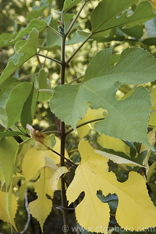 Paper. Mulberry (<i>Broussonetia papyrifera</i>) in autumn as the foliage begins to yellow. This deciduous shrub or tree grows to 15m tall and is native to Japan and China, it has catkin flowers and orange-red fruit. Inner bark fibres make fine paper. The leaves of young plants may be a simple broad lance-shape. This sometimes lasts into adulthood, but most mature tree have foliage with three very distinctive lobes, such as that shown here. broussonetia-2609htm'>Broussonetia. Order: Rosales, Family: Moraceae