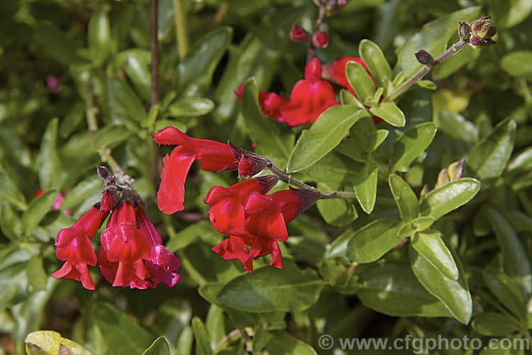 Autumn Sage (<i>Salvia greggii</i>), a 35-50cm tall, summer- to autumn-flowering perennial or subshrub native to Texas and nearby parts of Mexico. The species usually has intensely red flowers, less commonly purple or pink, but cultivars are also available in soft yellow to apricot shades. Order: Lamiales, Family: Lamiaceae