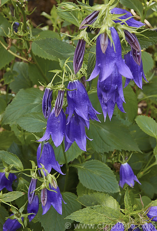 Campanula 'Kent Belle', an upright, clump-forming, summer- to autumn-flowering perennial bellflower that grows to around 80-120cm high and wide. The nodding flowers can be over 50mm long. Order: Asterales, Family: Campanulaceae