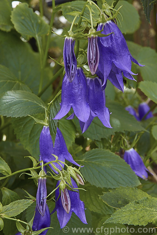 Campanula 'Kent Belle', an upright, clump-forming, summer- to autumn-flowering perennial bellflower that grows to around 80-120cm high and wide. The nodding flowers can be over 50mm long. Order: Asterales, Family: Campanulaceae