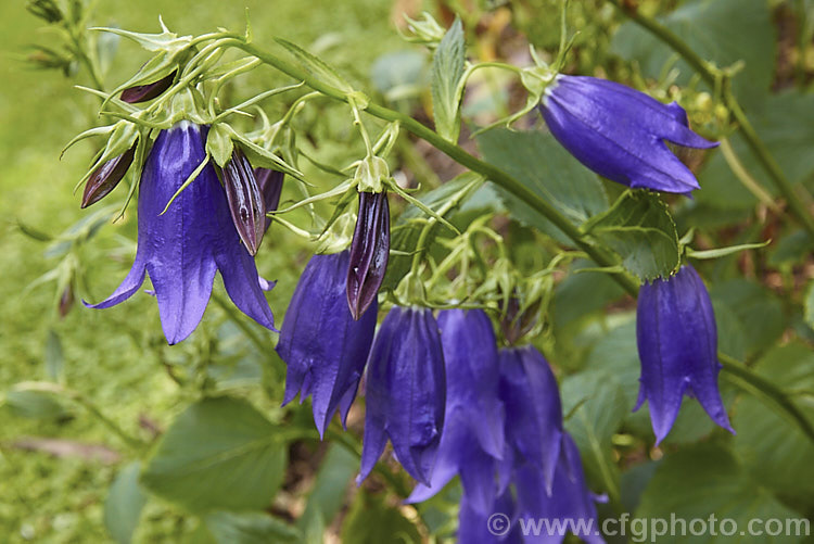 Campanula 'Kent Belle', an upright, clump-forming, summer- to autumn-flowering perennial bellflower that grows to around 80-120cm high and wide. The nodding flowers can be over 50mm long. Order: Asterales, Family: Campanulaceae