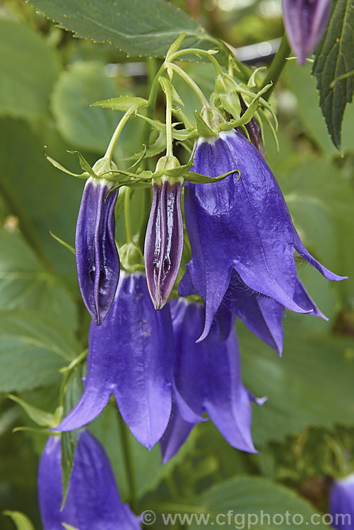 Campanula 'Kent Belle', an upright, clump-forming, summer- to autumn-flowering perennial bellflower that grows to around 80-120cm high and wide. The nodding flowers can be over 50mm long. Order: Asterales, Family: Campanulaceae