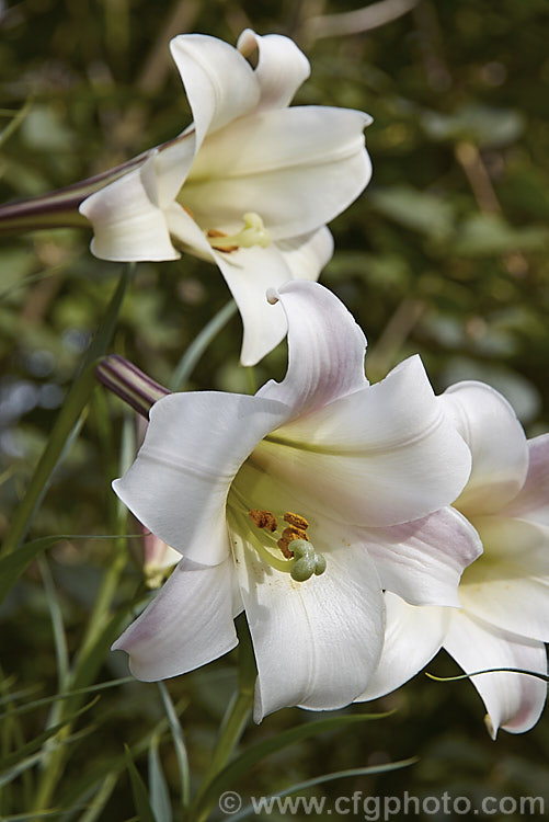 Lilium formosanum, a 30-150cm tall summer- to autumn-flowering lily native to Taiwan. The long-tubed flowers are mildly scented and the narrow leaves are up to 20cm long. lilium-2171htm'>Lilium. <a href='liliaceae-plant-family-photoshtml'>Liliaceae</a>.