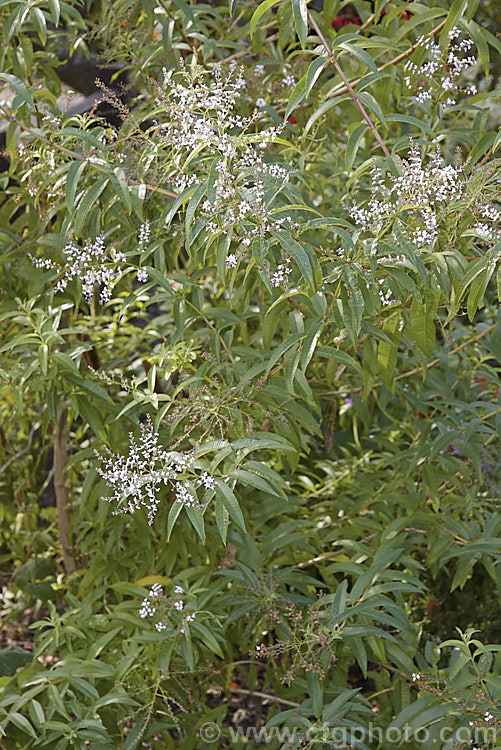 Lemon-scented. Verbena or Citron (<i>Aloysia citriodora [syns. Aloysia triphylla, Lippia citriodora]), a summer-flowering semi-evergreen shrub up to 3m tall It is native to Chile and Argentina and has very aromatic lemon-scented foliage. aloysia-2318htm'>Aloysia. .