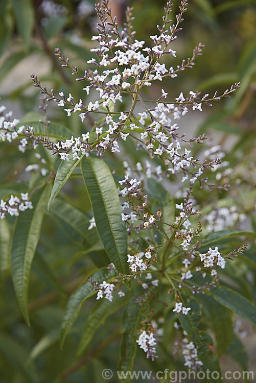 Lemon-scented. Verbena or Citron (<i>Aloysia citriodora [syns. Aloysia triphylla, Lippia citriodora]), a summer-flowering semi-evergreen shrub up to 3m tall It is native to Chile and Argentina and has very aromatic lemon-scented foliage. aloysia-2318htm'>Aloysia. .