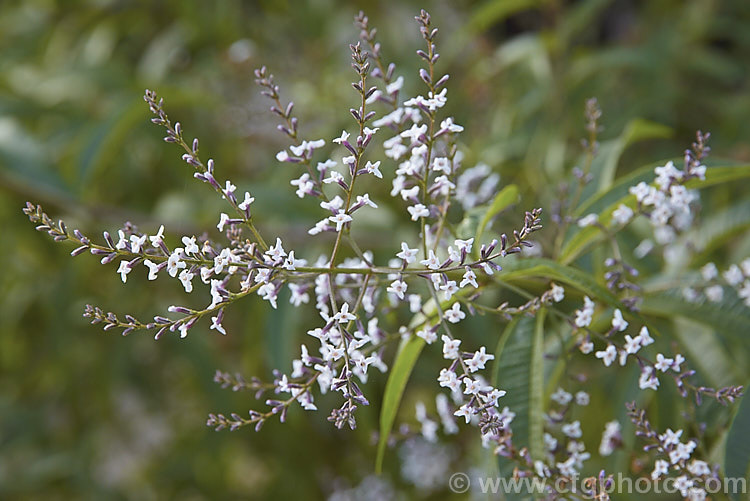 Lemon-scented. Verbena or Citron (<i>Aloysia citriodora [syns. Aloysia triphylla, Lippia citriodora]), a summer-flowering semi-evergreen shrub up to 3m tall It is native to Chile and Argentina and has very aromatic lemon-scented foliage. aloysia-2318htm'>Aloysia. .