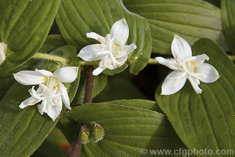 Tricyrtis hirta 'White Towers', a white-flowered cultivar of the toad lily, an autumn-flowering Japanese herbaceous perennial that forms a large, spreading clump 'White Towers' has arching stems to around 60cm high and its flowers are pure white, other than a small yellow basal blotch, while the other common white-flowered cultivar 'Alba' has an overall very pale green cast 'White Towers' has flower for a considerable distance down the stem. tricyrtis-2303htm'>Tricyrtis. <a href='liliaceae-plant-family-photoshtml'>Liliaceae</a>.