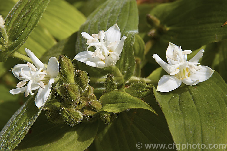 Tricyrtis hirta 'White Towers', a white-flowered cultivar of the toad lily, an autumn-flowering Japanese herbaceous perennial that forms a large, spreading clump 'White Towers' has arching stems to around 60cm high and its flowers are pure white, other than a small yellow basal blotch, while the other common white-flowered cultivar 'Alba' has an overall very pale green cast 'White Towers' has flower for a considerable distance down the stem. tricyrtis-2303htm'>Tricyrtis. <a href='liliaceae-plant-family-photoshtml'>Liliaceae</a>. Tricyrtis hirta 'White Towers', a white-flowered cultivar of the toad lily, an autumn-flowering Japanese herbaceous perennial that forms a large, spreading clump 'White Towers' has arching stems to around 60cm high and its flowers are pure white, other than a small yellow basal blotch, while the other common white-flowered cultivar 'Alba' has an overall very pale green cast 'White Towers' has flower for a considerable distance down the stem. tricyrtis-2303htm'>Tricyrtis. <a href='liliaceae-plant-family-photoshtml'>Liliaceae</a>.