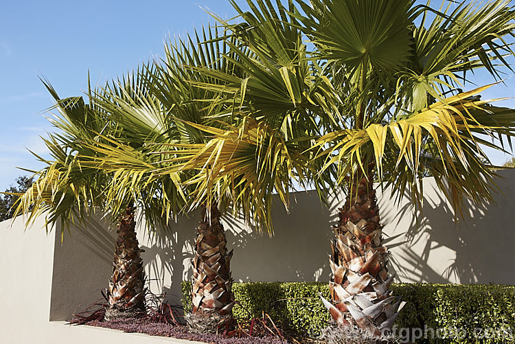 Southern. Washingtonia, Mexican Washingtonia or Skyduster (<i>Washingtonia robusta</i>), a 25m tall palm native to northwest Mexico. It is widely grown as an avenue tree . washingtonia-2056htm'>Washingtonia.