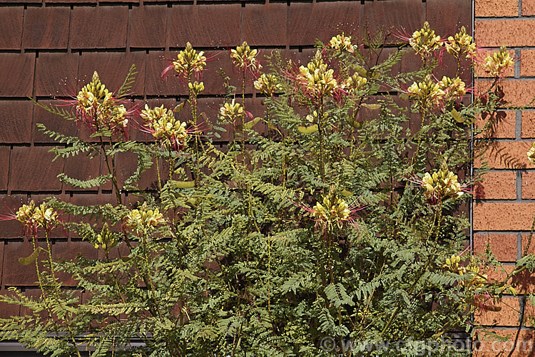 Yellow Bird of Paradise or Poinciana (<i>Caesalpinia gilliesii</i>), a long-flowering semi-evergreen to deciduous shrub or small tree native to Argentina and Uruguay. It is probably the hardiest species in its genus.