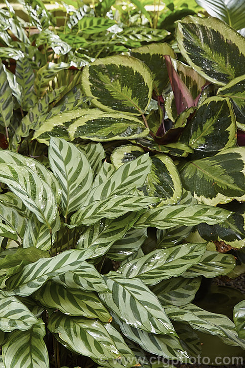 A selection of Calathea species showing some of the myriad of foliage forms and colours to be found in this South American genus.