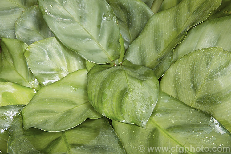 Calathea micans (syn. Calathea albicans</i>). Grey-green. Form, a tropical American rhizomatous perennial often grown as a foliage house plant. It occurs from Mexico to Brazil and this cultivar is notable for its rounded pale grey-green leaves. Its flowers are white and violet.